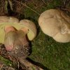 Caloboletus calopus, Schönfußröhrling